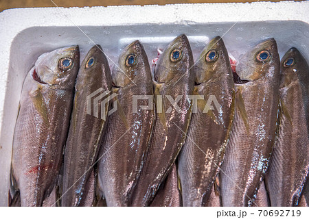 食材の宝庫 魚市場 食材の宝庫 魚市場 70692719
