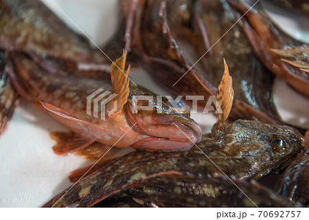 食材の宝庫　魚市場 70692757