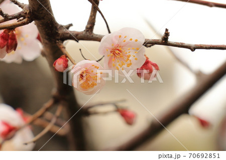 梅の花 白梅 梅の花 白梅 70692851