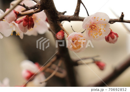 梅の花 白梅 梅の花 白梅 70692852