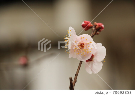梅の花 白梅 梅の花 白梅 70692853