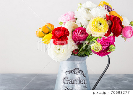 Ranunculus Buttercup Flowers of different colours Ranunculus Buttercup Flowers of different colours 70693277