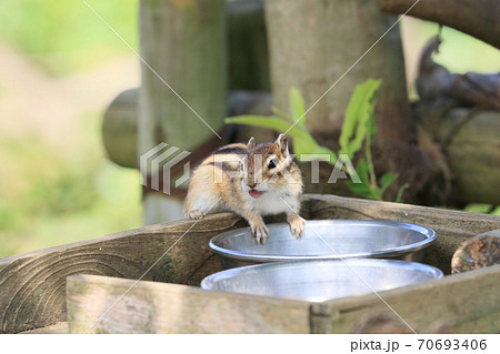 餌台に乗って周りを警戒するシマリス 70693406