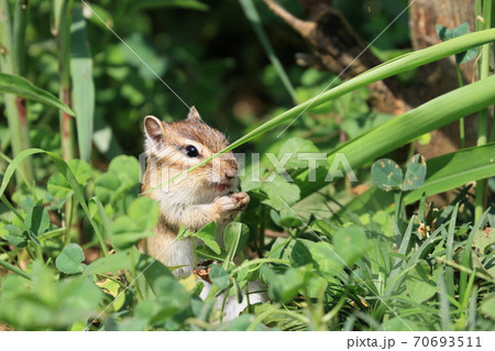 草の間に隠れてエサを食べるシマリス 70693511