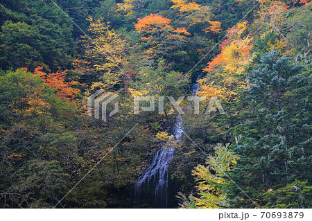 紅葉の三本滝 乗鞍高原 紅葉の三本滝 乗鞍高原 70693879