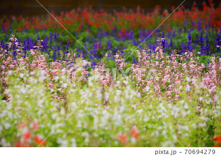 サルビアの花壇三色の写真素材
