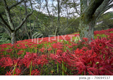 彼岸花（曼珠沙華）赤い綺麗なお花畑。 70694537