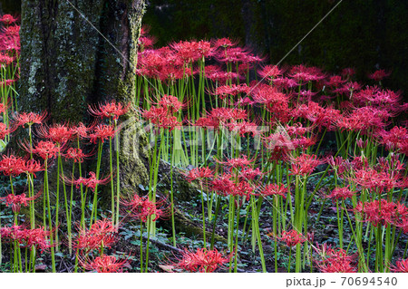 彼岸花 曼珠沙華 赤い綺麗なお花畑 の写真素材