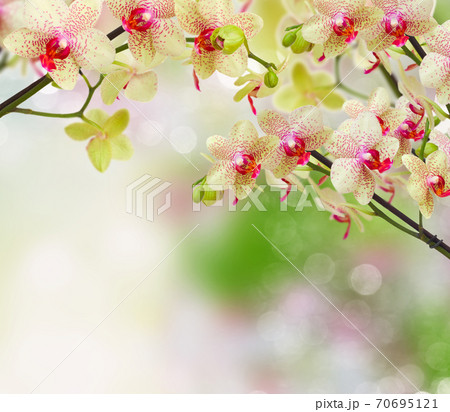 yellow and red orchid flowers 70695121