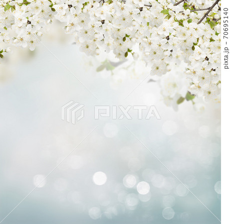 Blossoming Plum Tree Blossoming Plum Tree 70695140