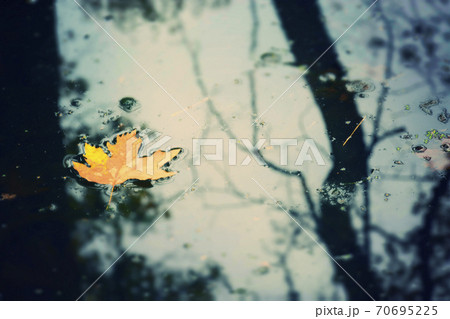 Yellow Autumn Leaf in a Lake on a Rainy Day 70695225