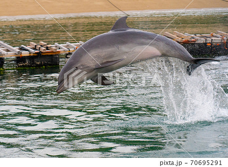 イルカの大ジャンプの写真素材