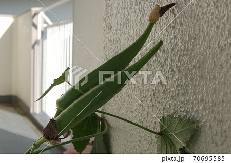 ベランダ菜園のオクラ ベランダ菜園のオクラ 70695585