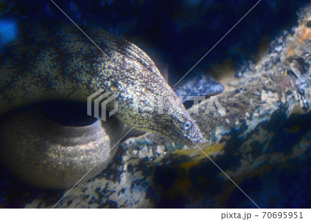 新屋島水族館 70695951