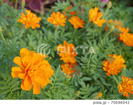 橙色のマリーゴールドの写真素材