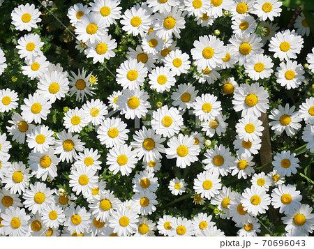 満開のノースポール 70696043