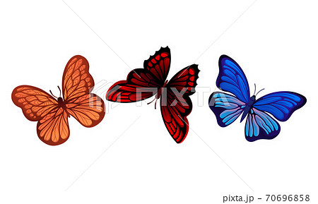Fluttering Butterflies with Brightly Coloured Wings Vector Set Fluttering Butterflies with Brightly Coloured Wings Vector Set 70696858