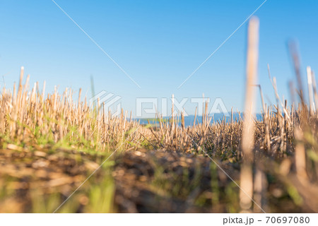 Hay straw field golden close-up beautiful summer rural sun landscape bulgaria perspective creative Hay straw field golden close-up beautiful summer rural sun landscape bulgaria perspective creative 70697080