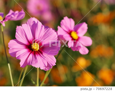 コスモスの花 70697228