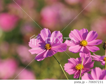 コスモスの花 コスモスの花 70697231