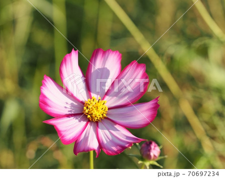 コスモスの花 70697234