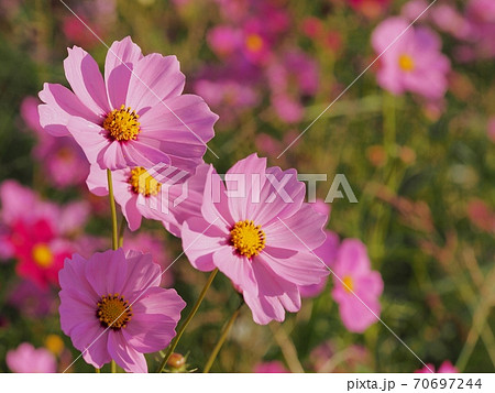 コスモスの花 70697244