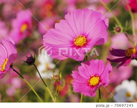 コスモスの花 70697245
