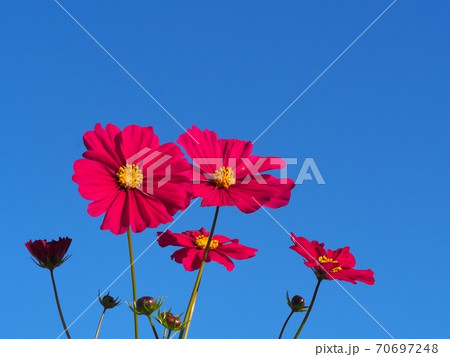 コスモスの花 70697248