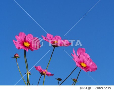 コスモスの花 コスモスの花 70697249