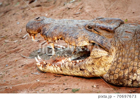 extreme close up of a crocodile's head side view 70697673