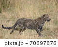 A leopard in a freeze as he hunts 70697676