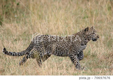 A leopard in a freeze as he hunts 70697676