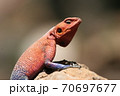 close up of the head of an agama lizard 70697677