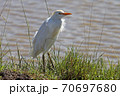 Little egret standing next to a small lake 70697680
