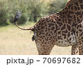 tick bird eating ticks from the back end of a giraffe 70697682