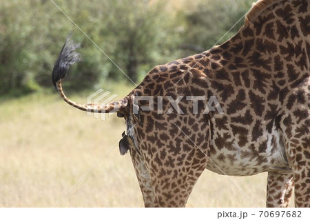 tick bird eating ticks from the back end of a giraffe tick bird eating ticks from the back end of a giraffe 70697682