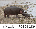 A hippo with a very young baby 70698189