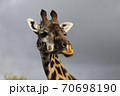 the head of a giraffe 70698190