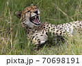 A cheetah yawning while sitting on the grass 70698191