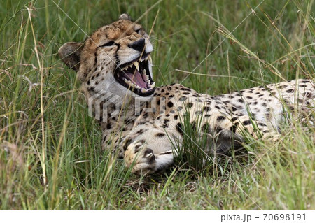 A cheetah yawning while sitting on the grass A cheetah yawning while sitting on the grass 70698191