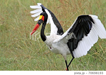saddle billed stork with wide spread wings 70698193