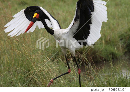 saddle billed stork in flight saddle billed stork in flight 70698194