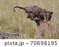 A lion cub playing with the mother 70698195