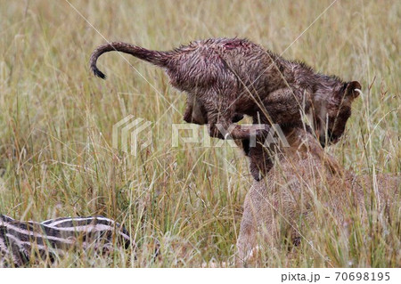 A lion cub playing with the mother 70698195
