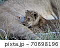 small lion cub taking milk from the mother 70698196