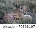mother lion nursing her cub 70698197