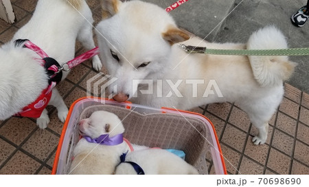 産まれた子犬を見守るパパわんこ 70698690