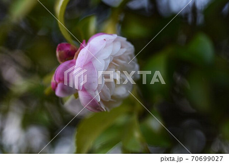 サザンカの花 70699027