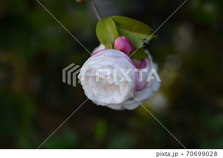 サザンカの花 サザンカの花 70699028