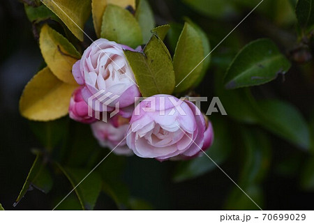 サザンカの花 70699029